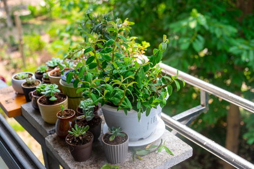 铁皮石斛霍山石斛种植盆栽盆景