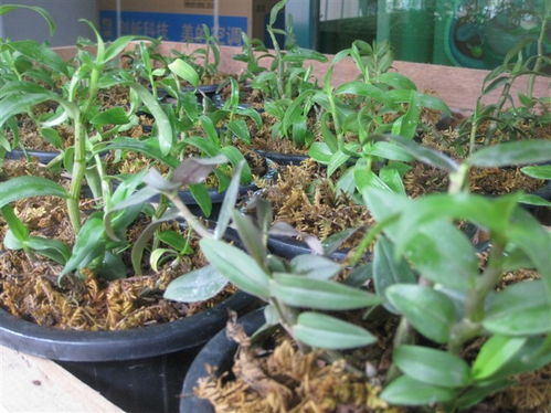 发展阳台种植铁皮石斛