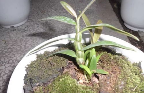 石斛 高价值药食同源珍品，家庭盆栽养护全攻略