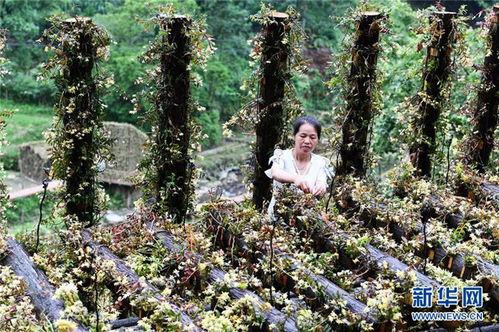 石斛花开引客来 贵州锦屏的特色种植与旅游新篇
