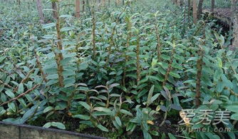 新鲜铁皮石斛的保存、发芽处理与种植指南