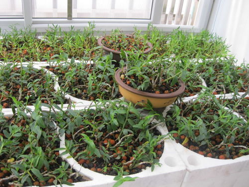 石斛种植全攻略 从选苗到收获的实用指南