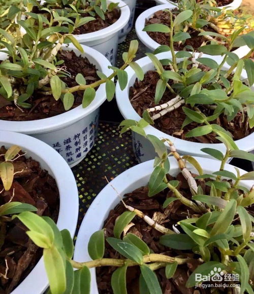 家庭有机种植铁皮石斛 从选苗到养护的完整指南