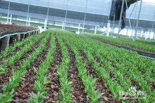 铁皮石斛种植揭秘之旅 从深山仙草到科技园圃