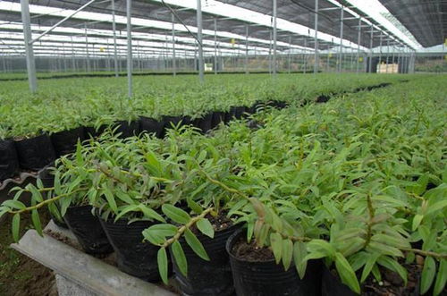 石斛种植 揭开绿色产业背后的生态与伦理思考