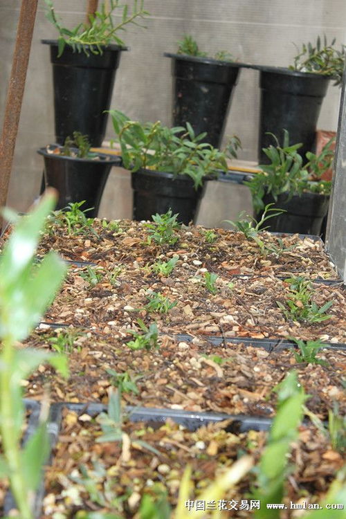 我家石斛种植记 从入门到收获的绿色旅程