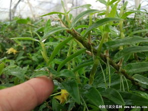 石斛种植全攻略 图文详解病虫害识别与综合防治