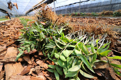 石斛种植 从入门到精通的全面指南