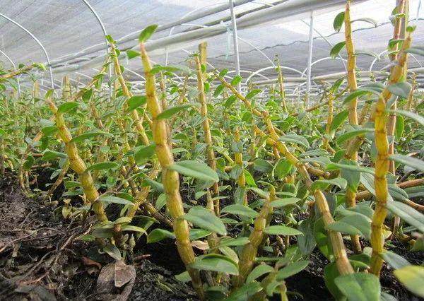 探秘香港宝芝林铁皮石斛 仿野生种植五载精华，胶质浓纤维少口感与效果兼得