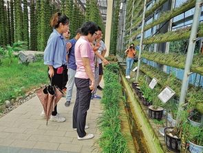 温州开展节前旅游行风专项督查 探索石斛种植助力景区村庄新变化