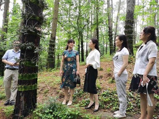 贵州省农业农村厅推进石斛产业科研与产品开发 以石斛种植为基石的高质量发展