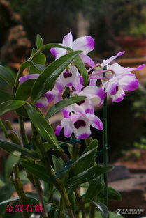 自家栽培的石斛盆景 一抹绿意与养生的诗意栖居