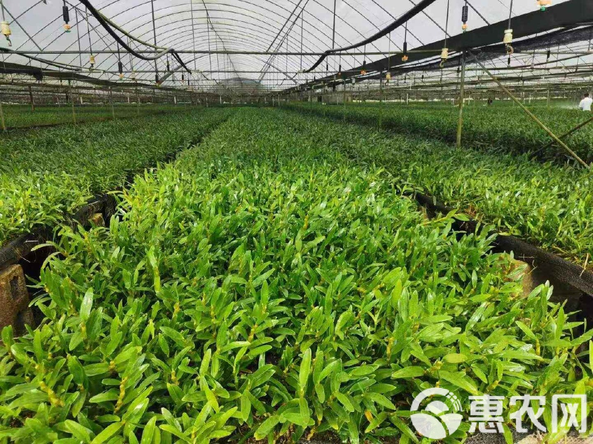 特金钗石斛苗,茎杆壮实,产地直供,全国发货