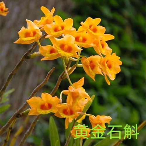 超低价澳洲香水石斛石斛苗室内盆栽花卉兰花种植沁溪 球花石斛 4苗