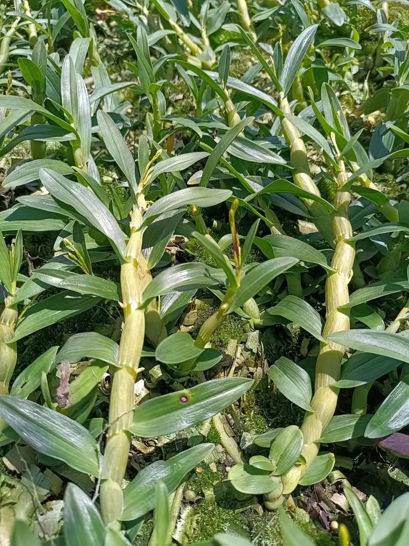 石斛种植 #兰花草的足迹