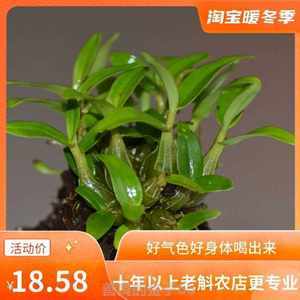 石斛苗霍山最新批发报价与种植全攻略 从选苗到丰收的实践指南